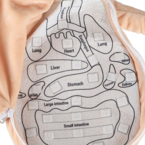 Lalka maskotka nauka anatomii dziewczynka Kik Sp. z o. o. Sp. k.