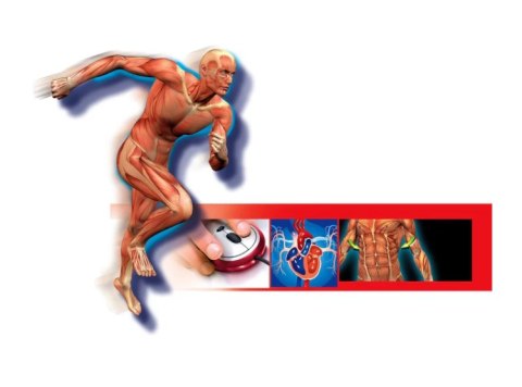 Naukowa Zabawa Ciało Ludzkie Język Polski Clementoni 60249 Clementoni