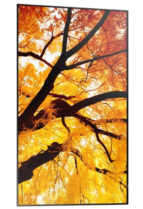 Monitor wielkoformatowy MultiSync M502 50 cali 550cd/m2 24/7 Sharp