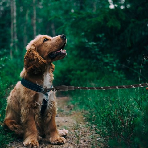 Smycz dla psa treningowa na lince wytrzymała odblaskowa 3m Kik Sp. z o. o. Sp. k.