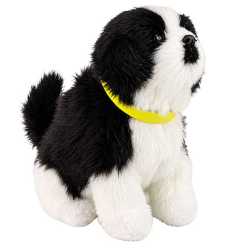 Interaktywny Pies Piesek Border Collie Pluszowy Szczeka Rusza Ogonem