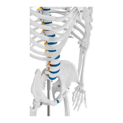 Model anatomiczny szkieletu człowieka 176 cm + Plakat anatomiczny Physa